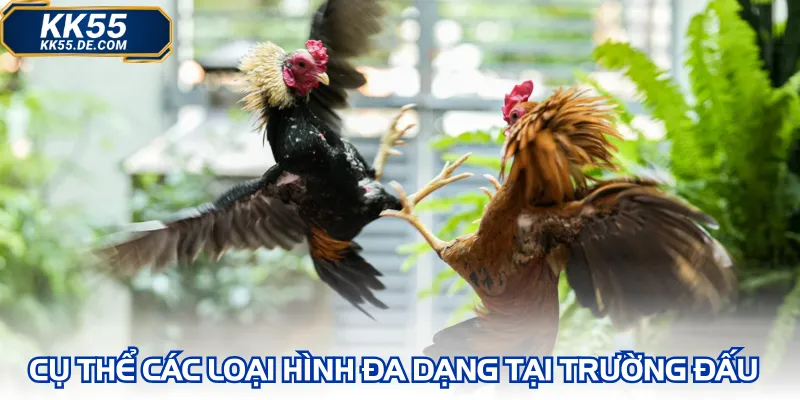 Cụ thể các loại hình đa dạng tại trường đấu