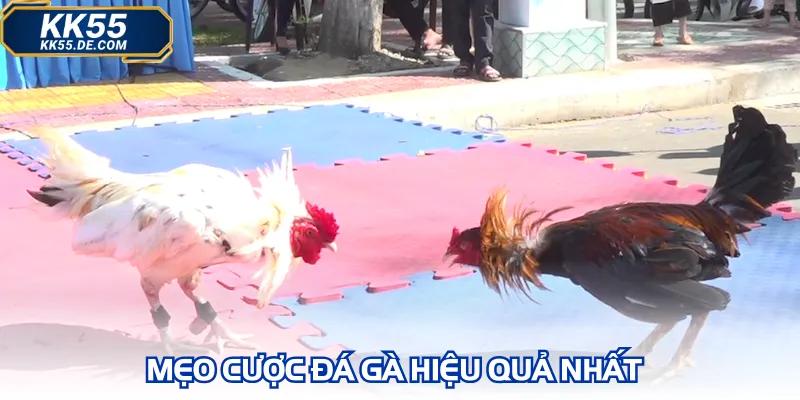 Mẹo cược đá gà hiệu quả nhất