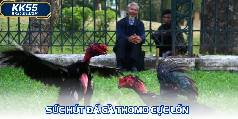 Sức hút đá gà thomo cực lớn